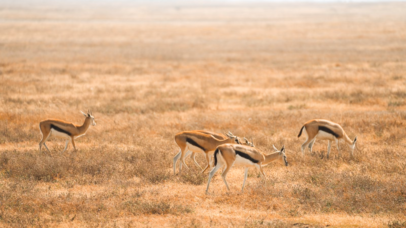 A small herd of Thomson's gazelles grazing across a wide, golden dry-grass savanna
