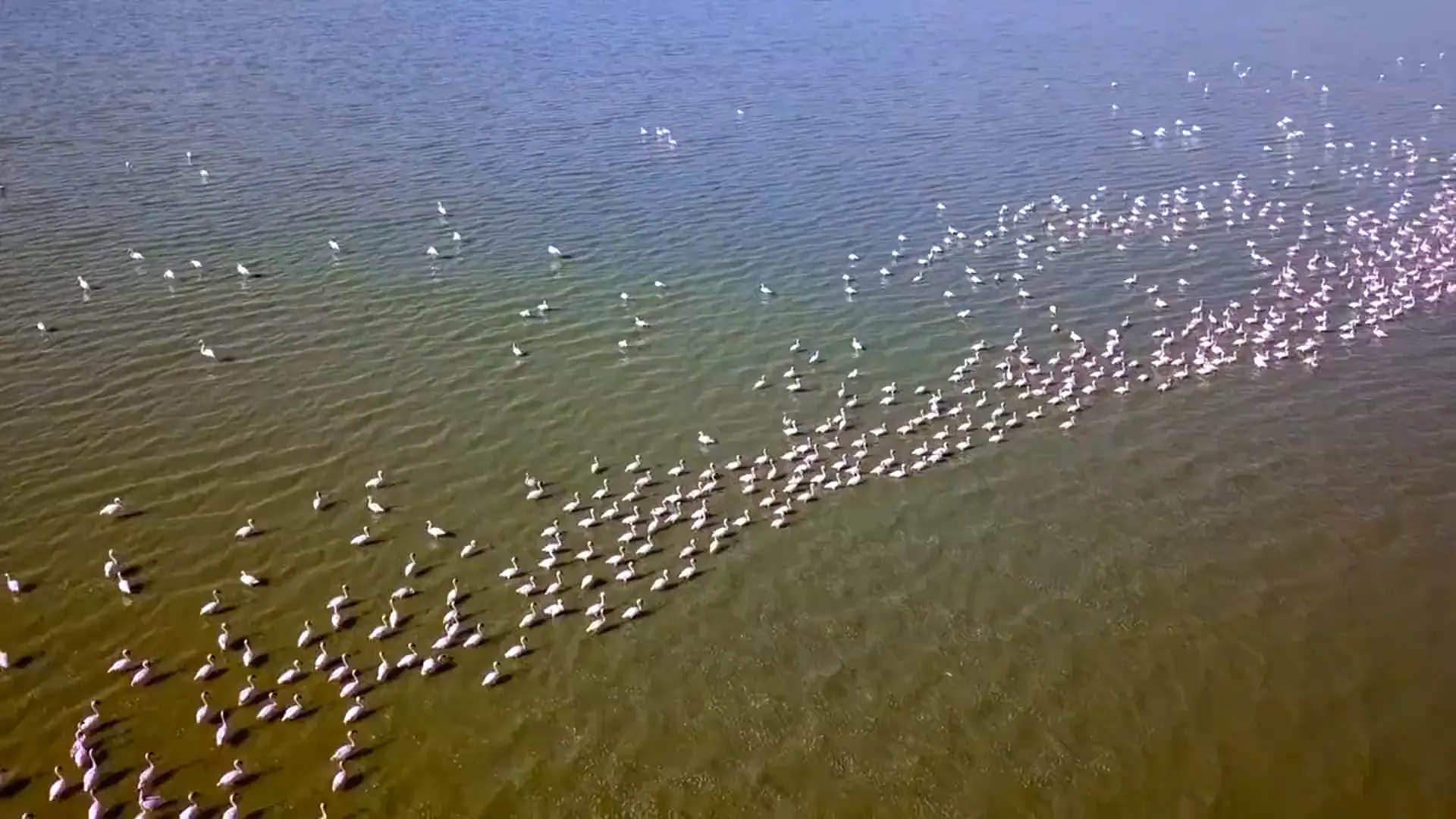 Low aerial over a dense raft of pink-white flamingos wading in shallow green water, then a long diagonal band of them stretching towards the far shore of Lake Nakuru.