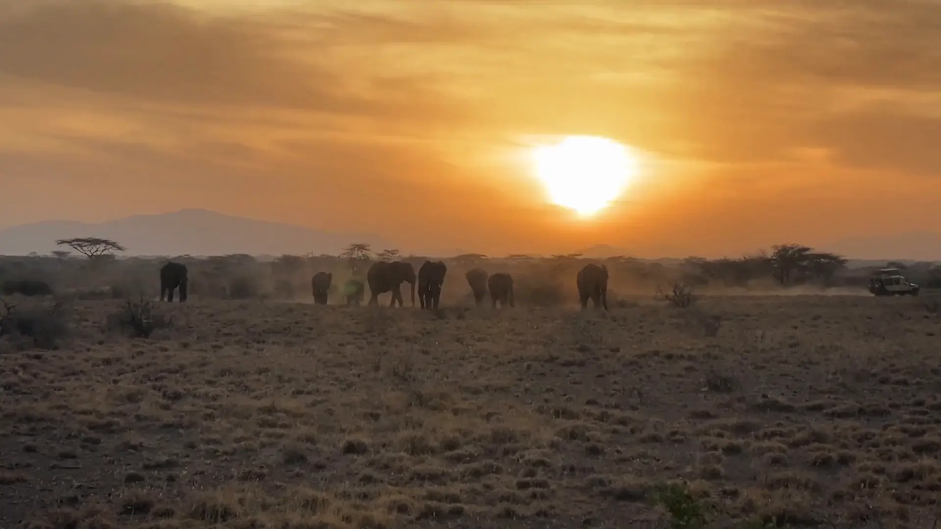 Silhouetted elephants cross dry open bushland under a glowing sun and a hazy mountain ridge.