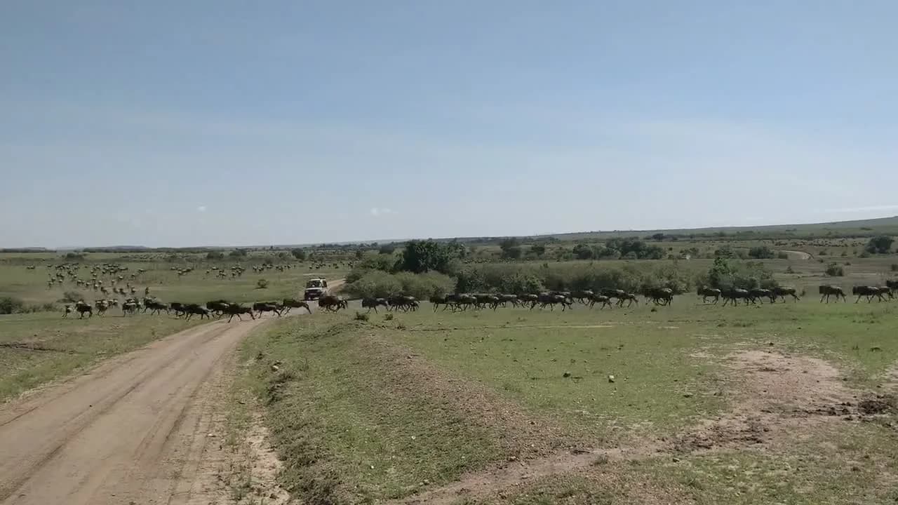 Wildebeest moving across the Maasai Mara plains