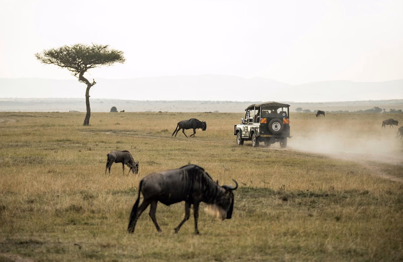 A wildebeest grazing on open grassland beside a safari vehicle and acacia tree, Masai Mara National Reserve, Kenya
