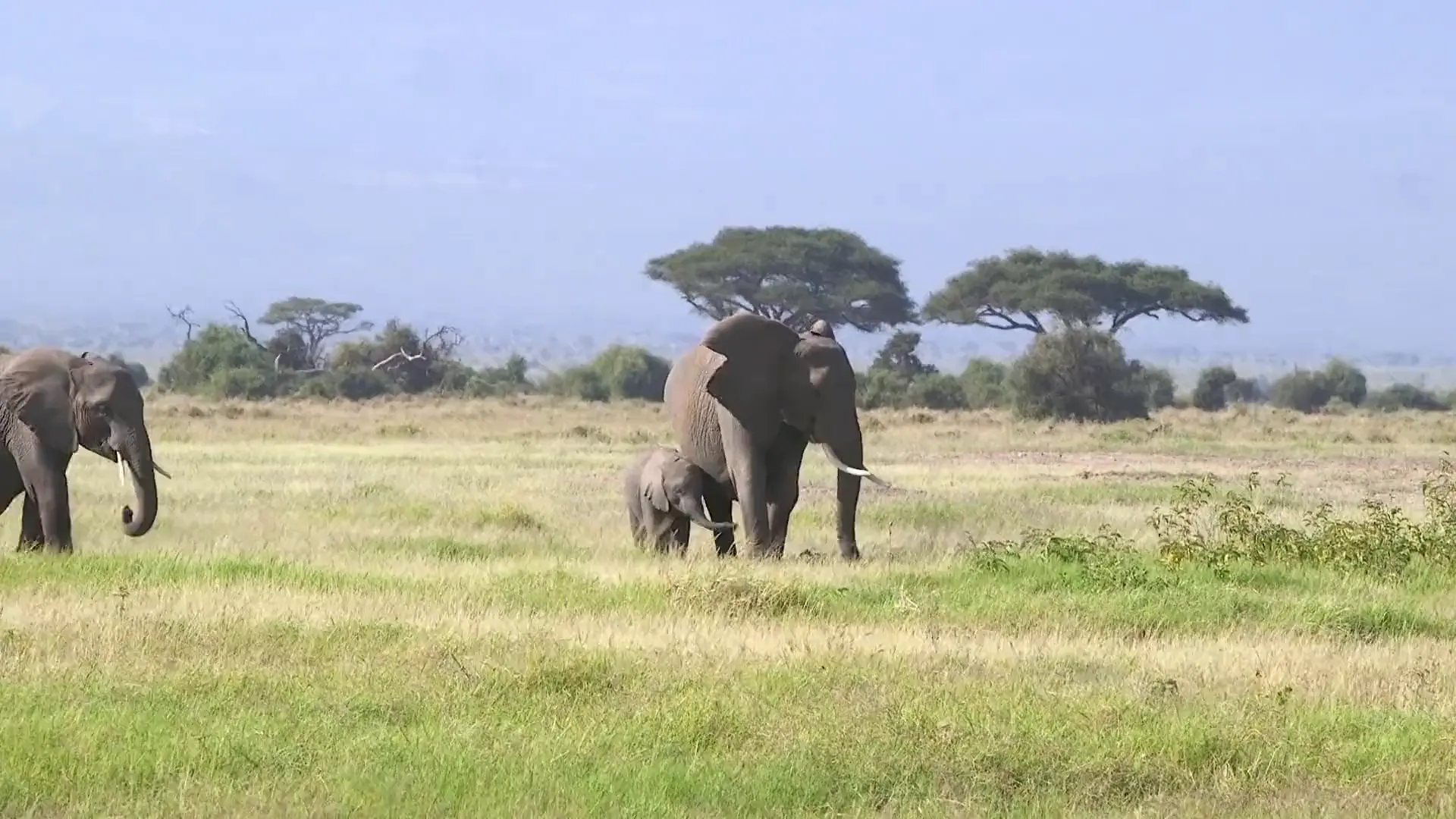 An elephant cow and her calf walk with another adult across green grassland beneath two flat-topped acacias.