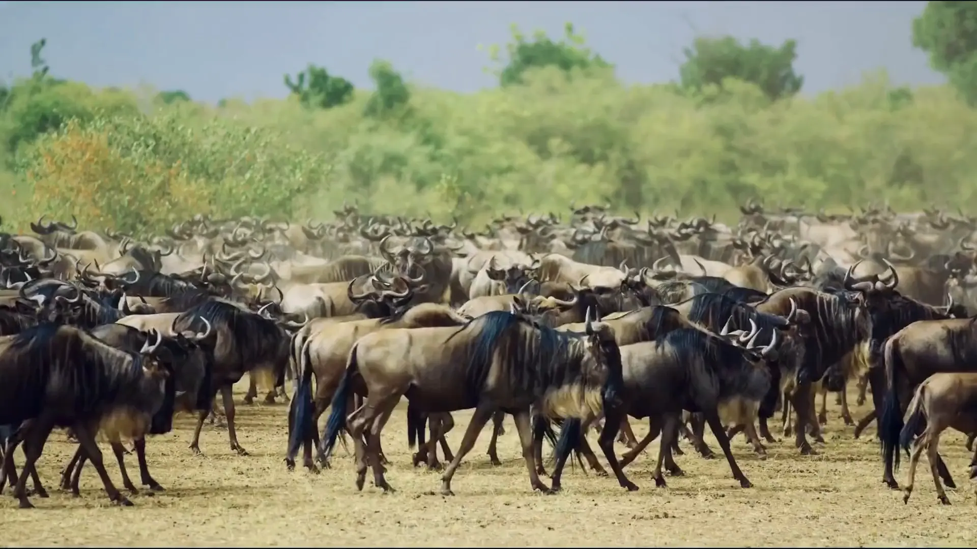 A dense herd of wildebeest mills across bare ground in front of green riverside thicket.