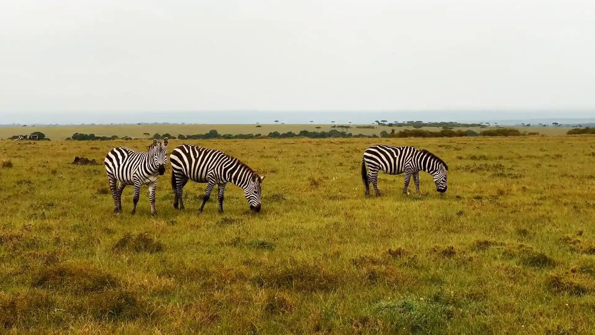 Three zebras graze on green grassland under a pale overcast sky, low bush along the horizon.