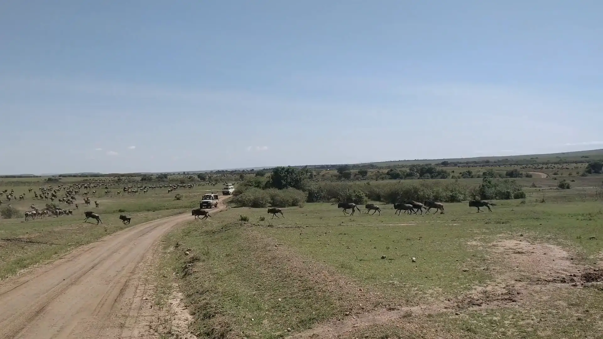 A long line of wildebeest crosses a dirt track over green plains, with a safari vehicle waiting in the distance.