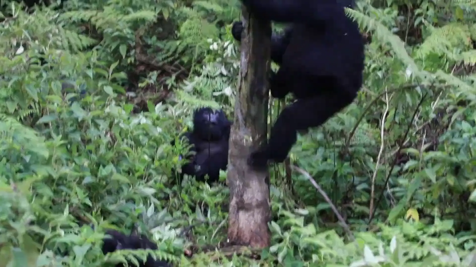 A young mountain gorilla climbs a slender tree trunk above dense green undergrowth, another gorilla watching from below.