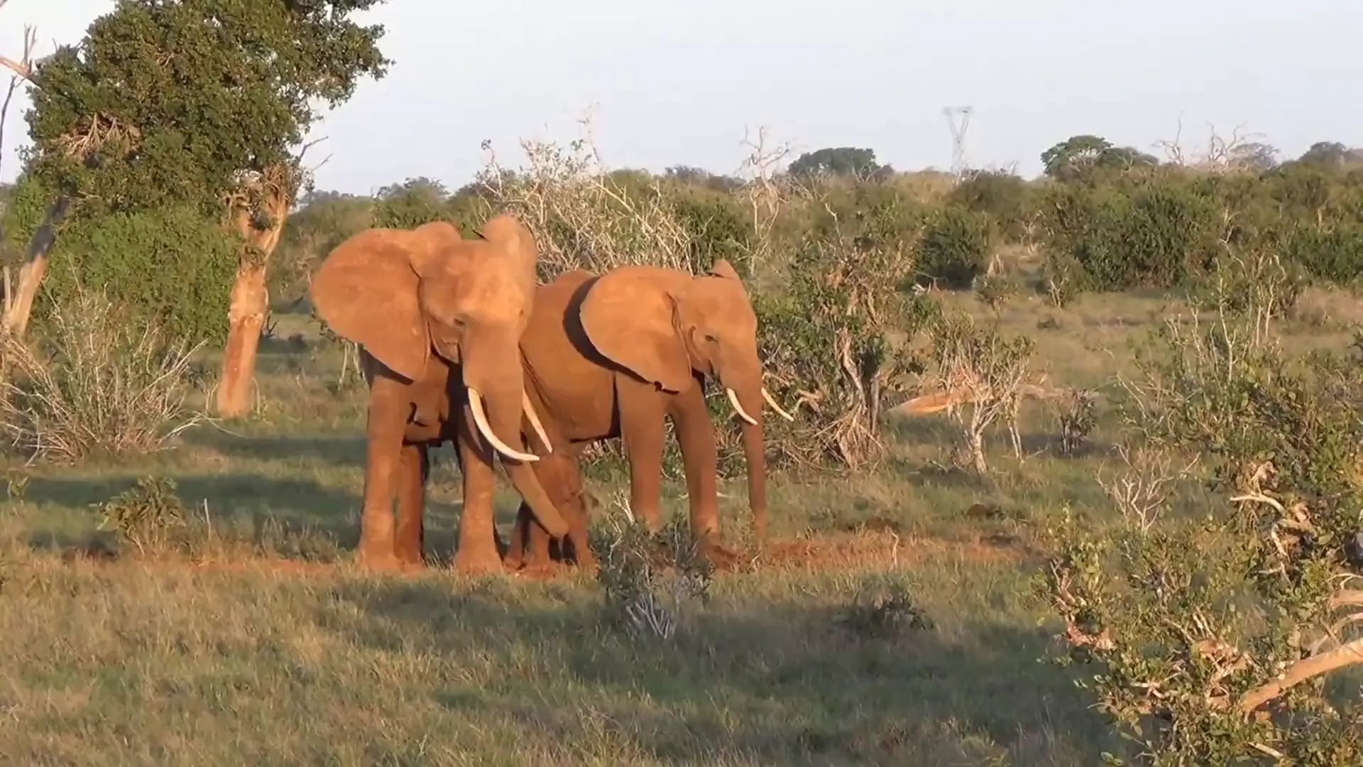 Two red-dusted elephants and a young calf stand together among low scrub in warm late-afternoon light, a power line faint on the far horizon.
