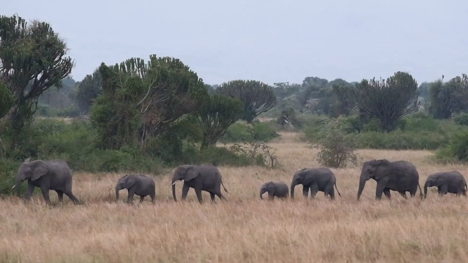 A long family line of elephants, adults and calves, walks through golden grass past candelabra euphorbia trees.