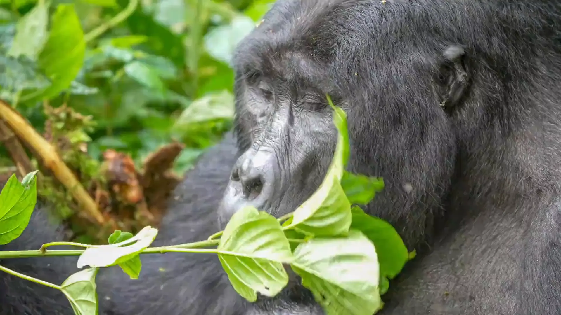 Close view of a silverback mountain gorilla chewing leaves among bright green forest foliage, glancing towards the camera.