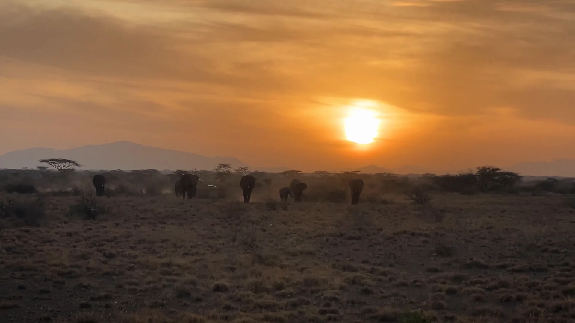 Elephants on the Samburu plains at sunset