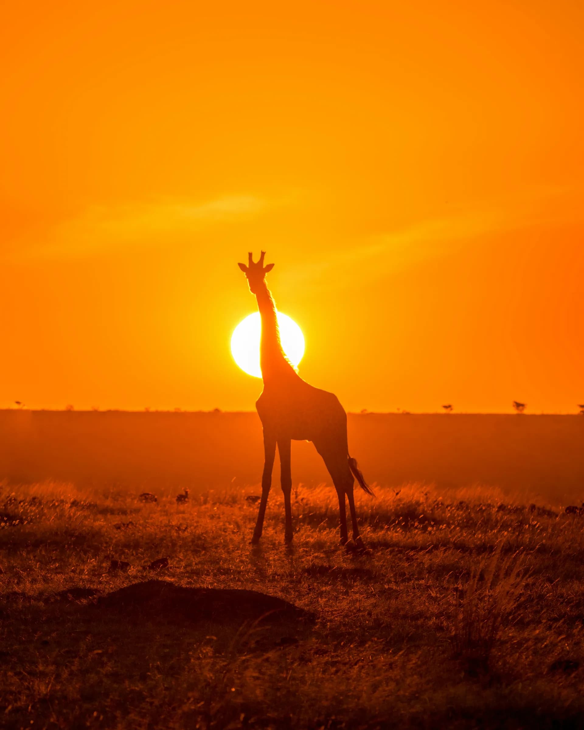 Giraffe silhouetted against a fiery sunset in the Masai Mara, Kenya