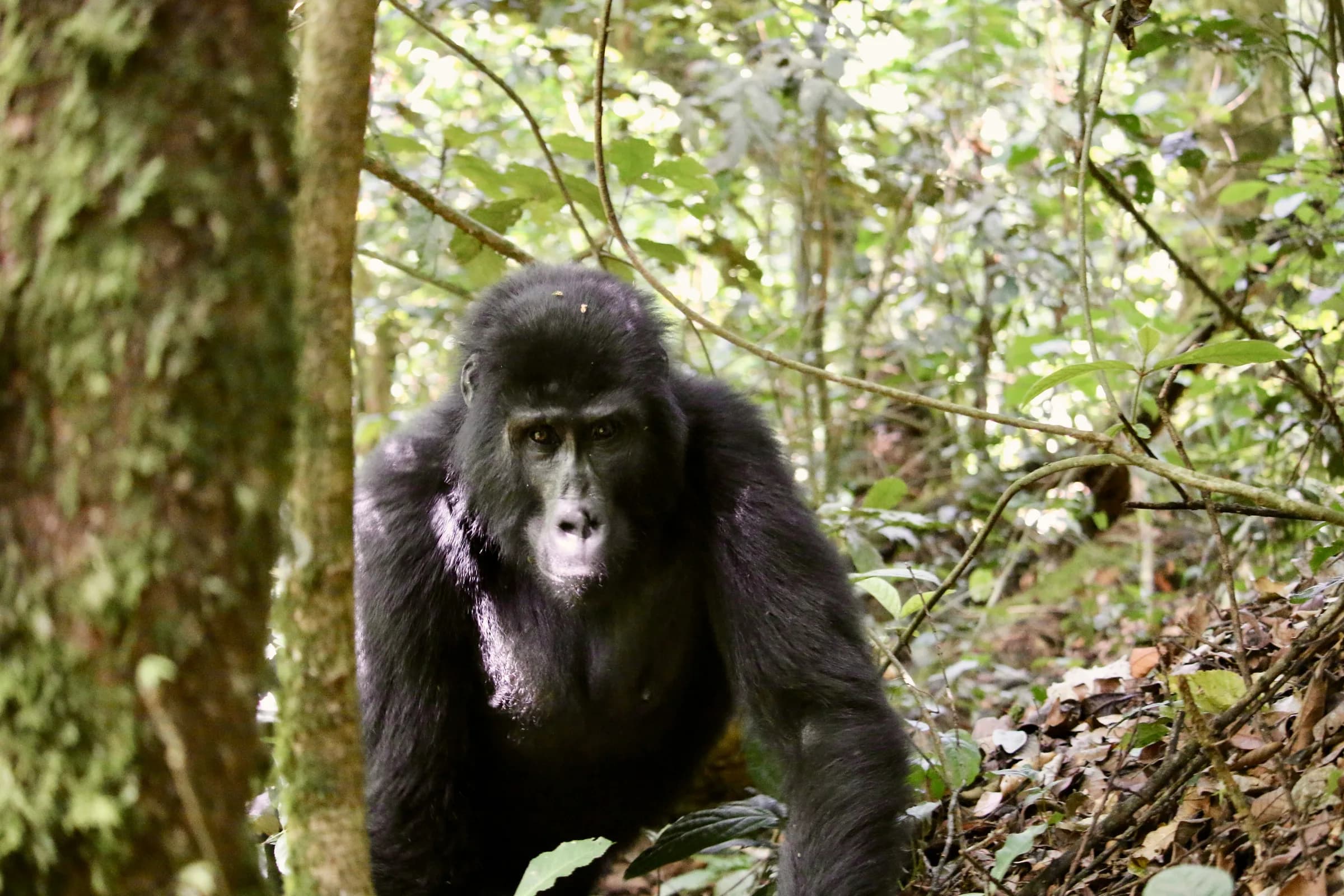 Mountain gorilla in the rainforest of Bwindi Impenetrable National Park, Uganda
