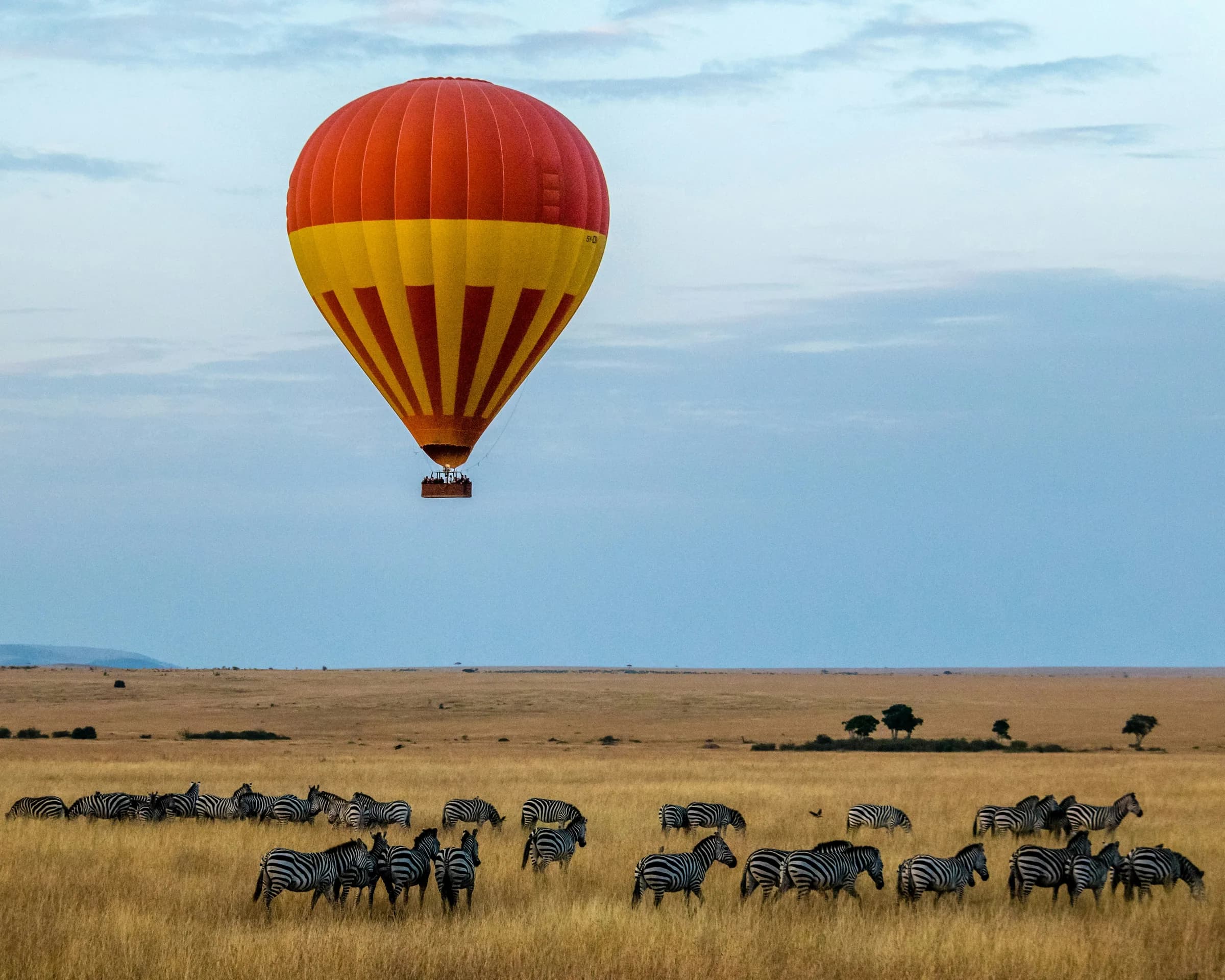 Hot air balloon drifting over zebras in the Masai Mara, Kenya