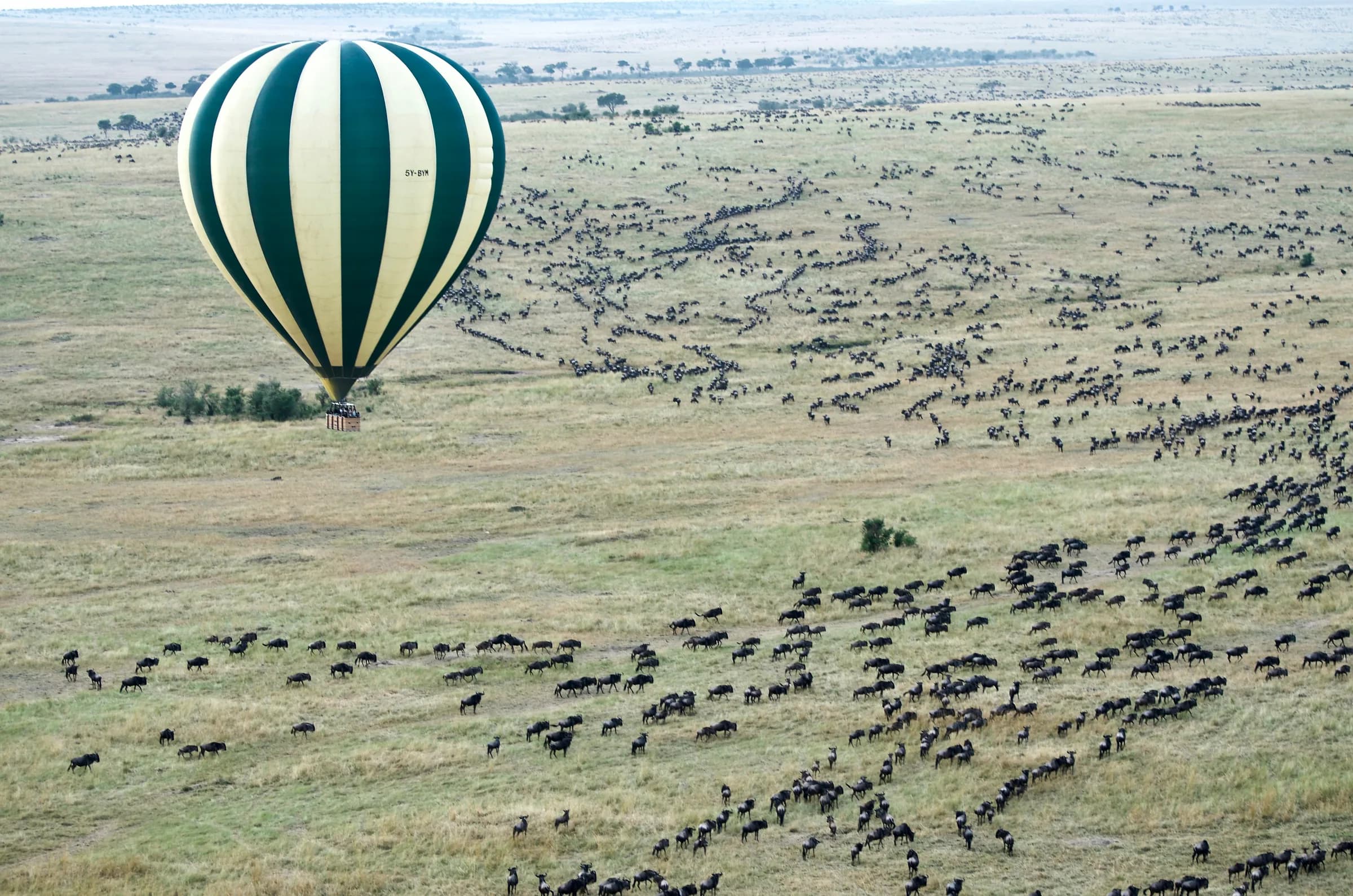 Aerial view over the wildebeest herds of East Africa's great plains