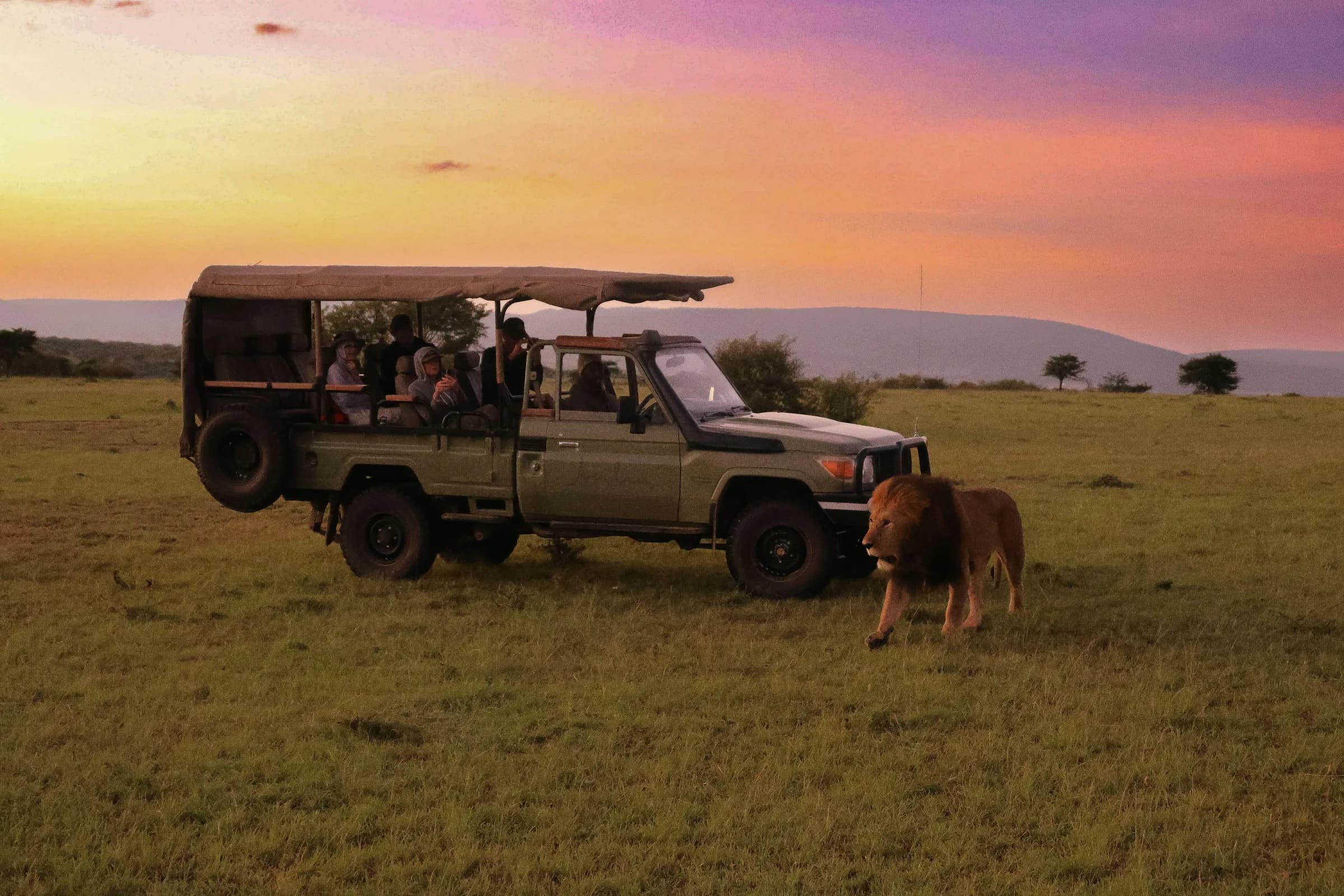 Guests on a game drive watching a lion from a safari vehicle in Kenya