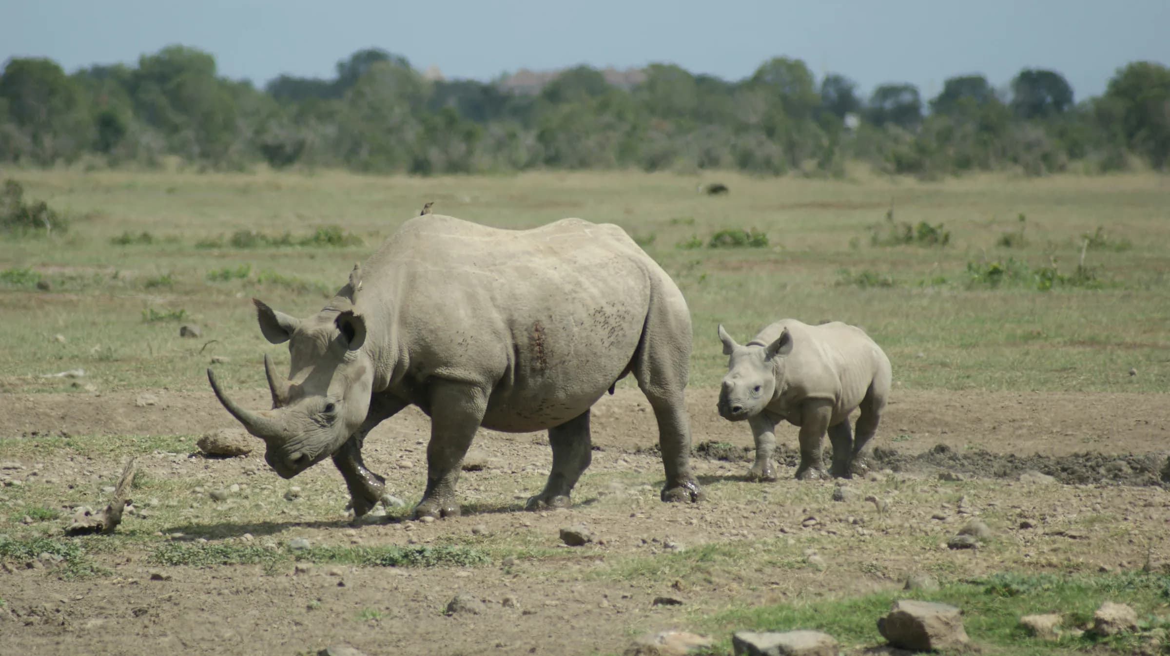 Rhinos gathered on open plains at Ol Pejeta Conservancy