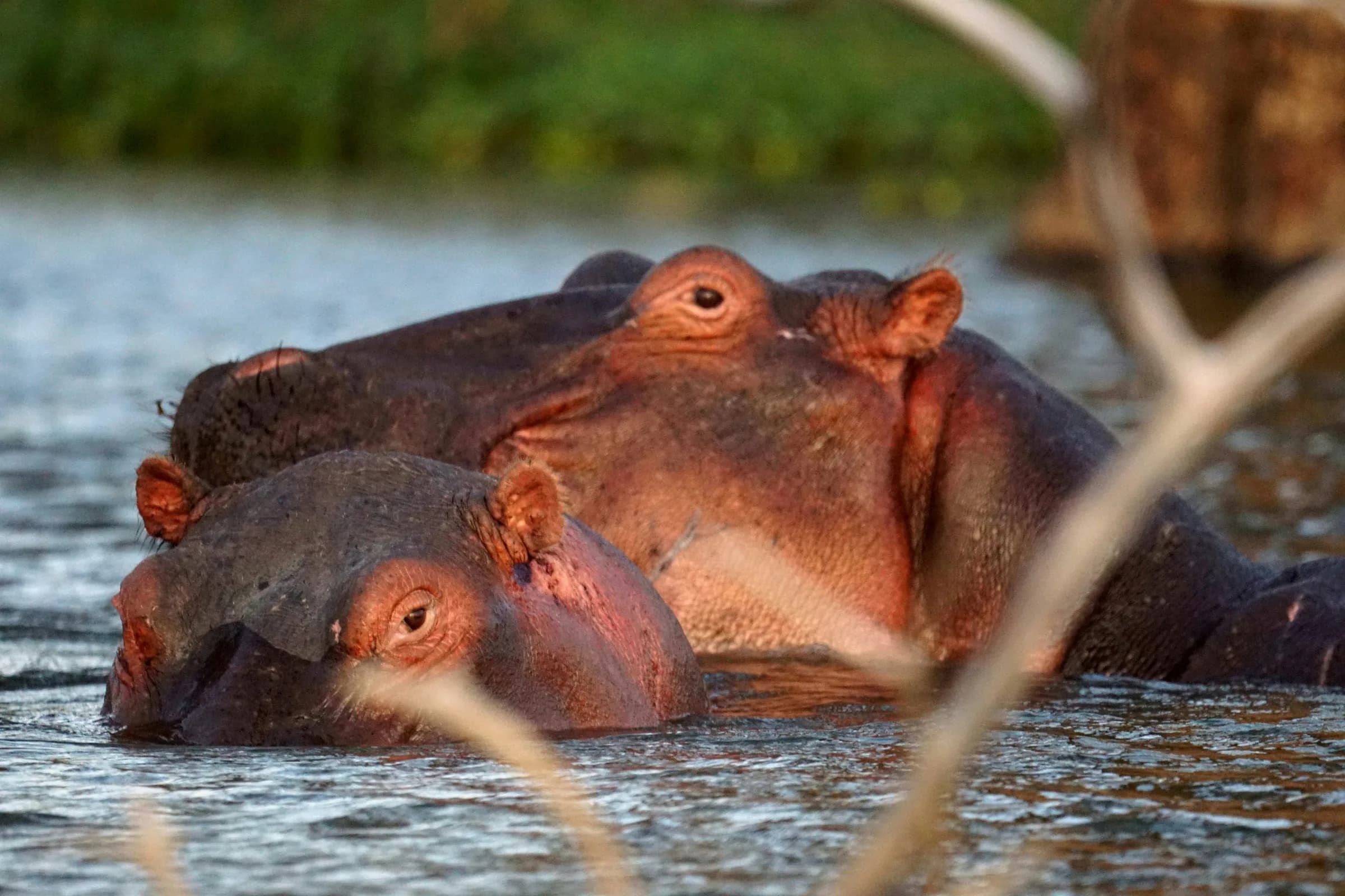 Hippo family surfacing in Lake Naivasha at dusk