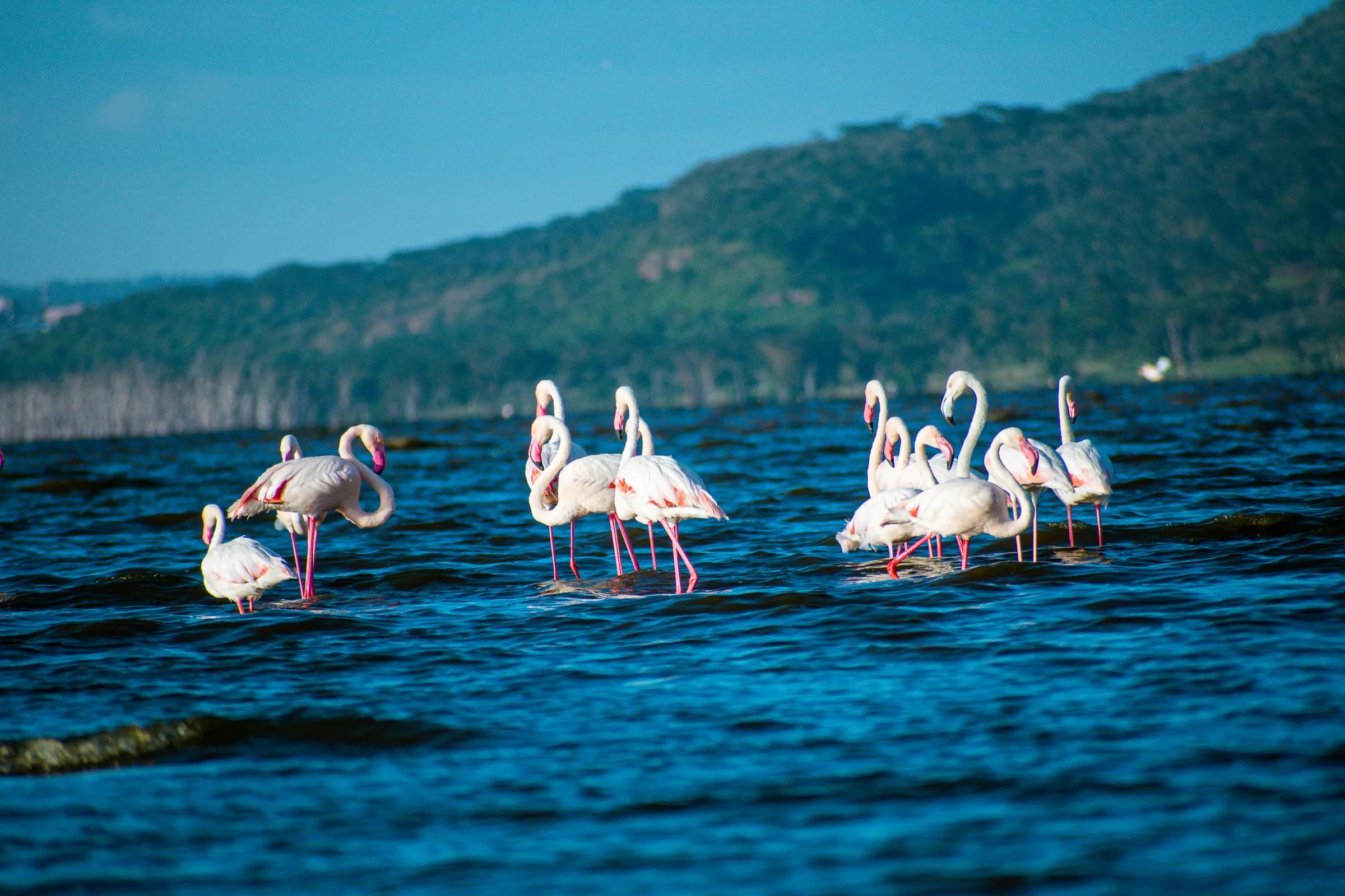 Flamingos wading in the shallows of Lake Nakuru