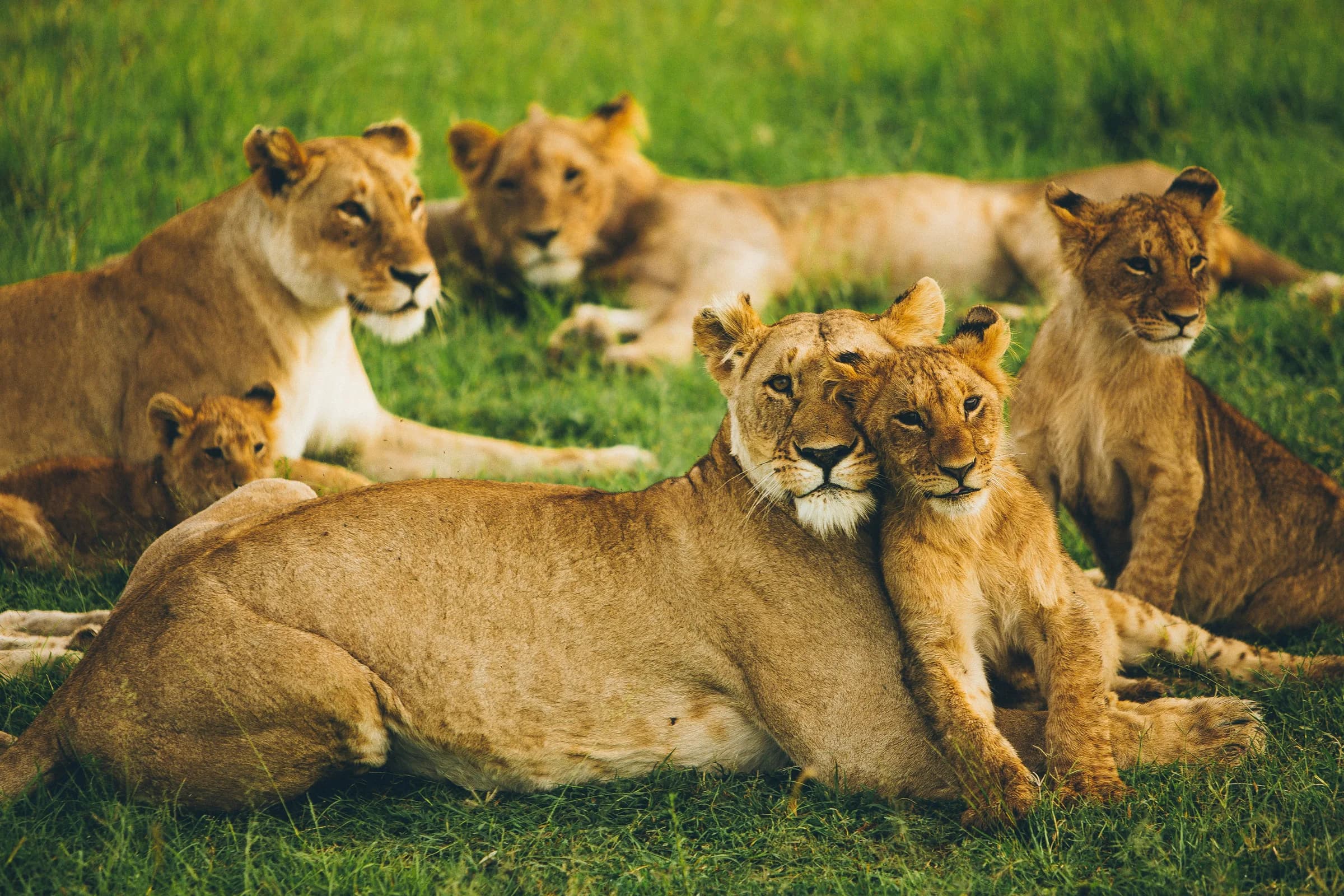 Pride of lions resting on the grass at sunset in the Masai Mara