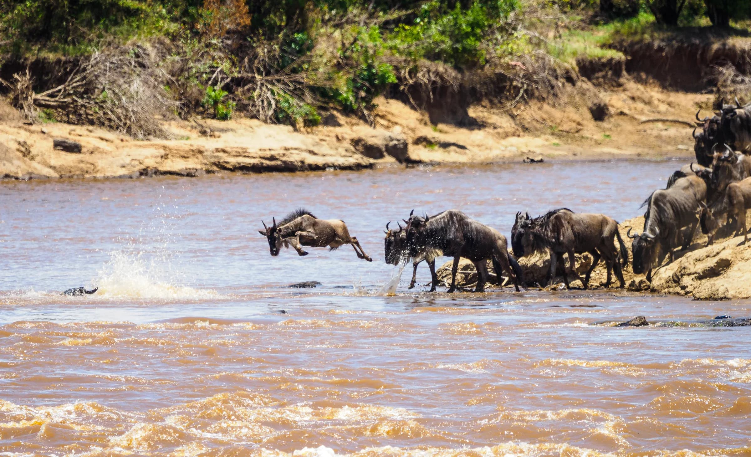 Wildebeest plunging into the Mara River during the Great Migration
