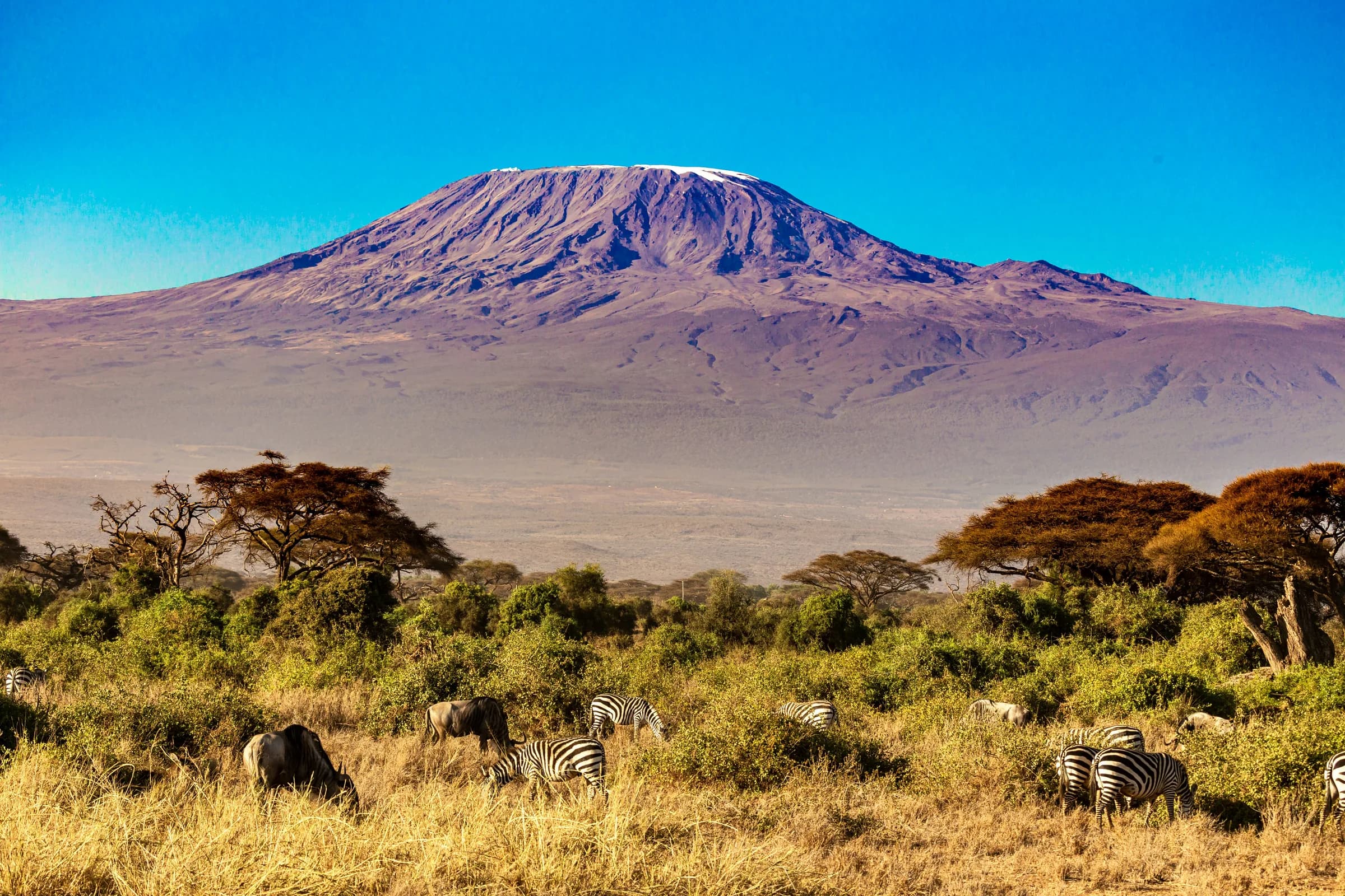 Zebras grazing beneath Mount Kilimanjaro in Amboseli National Park, Kenya